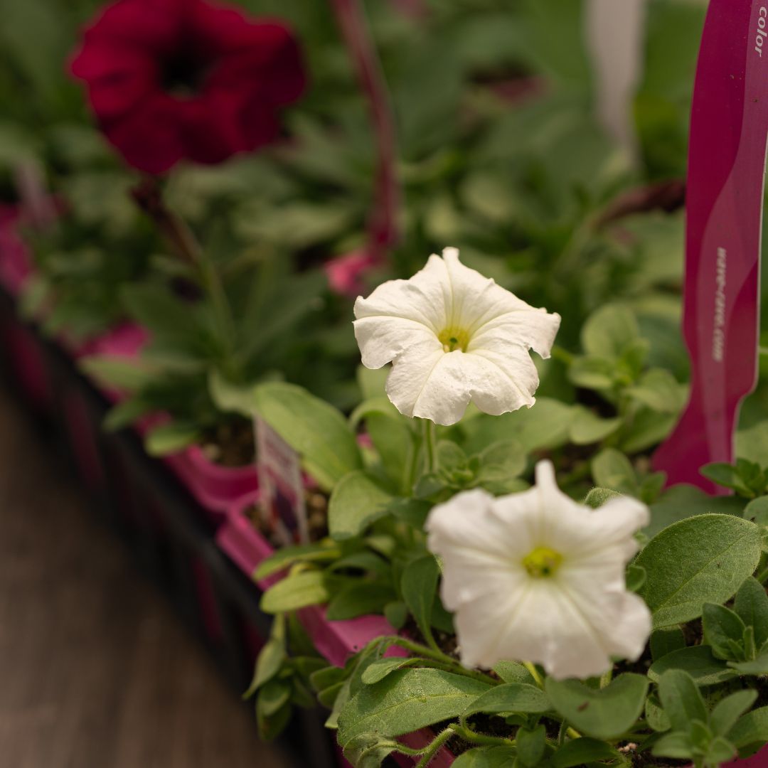Petunia – Easy Wave Flag Mix – 306 Pack